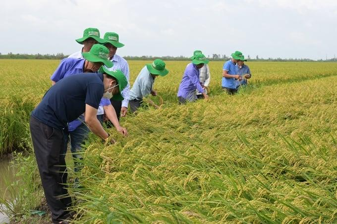 Tư vấn Quy hoạch phát triển nông lâm ngư nghiệp