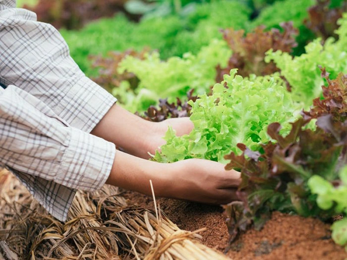 Xây dựng cơ sở dữ liệu về sản xuất, chế biến, thị trường tiêu thụ một số sản phẩm chủ lực ngành nông nghiệp