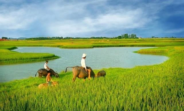 Cải tiến chuỗi giá trị lúa gạo Đồng bằng sông Hồng, Việt Nam