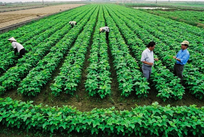 Nông nghiệp Việt Nam hướng tới tăng trưởng xanh giai đoạn 2026-2030